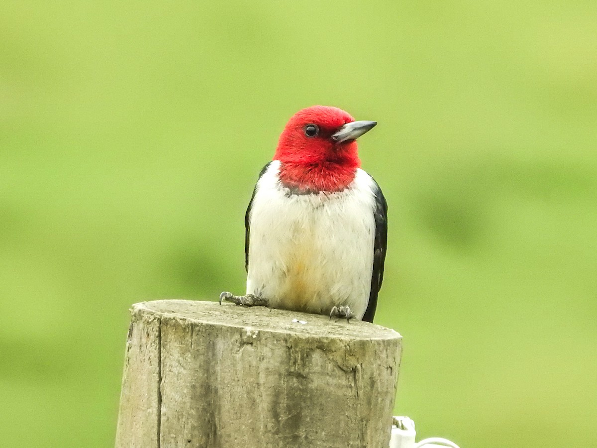 Red-headed Woodpecker - ML637625701