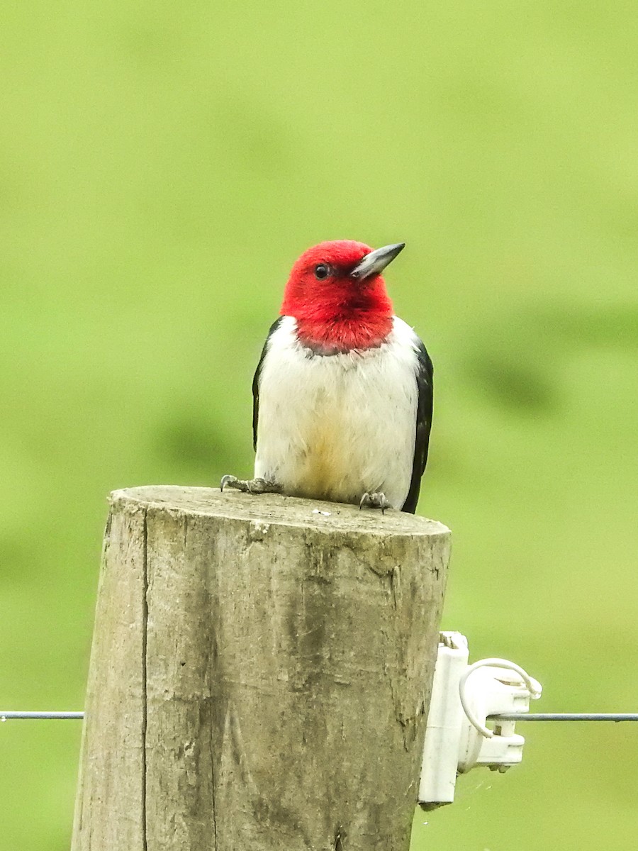 Red-headed Woodpecker - ML637625703