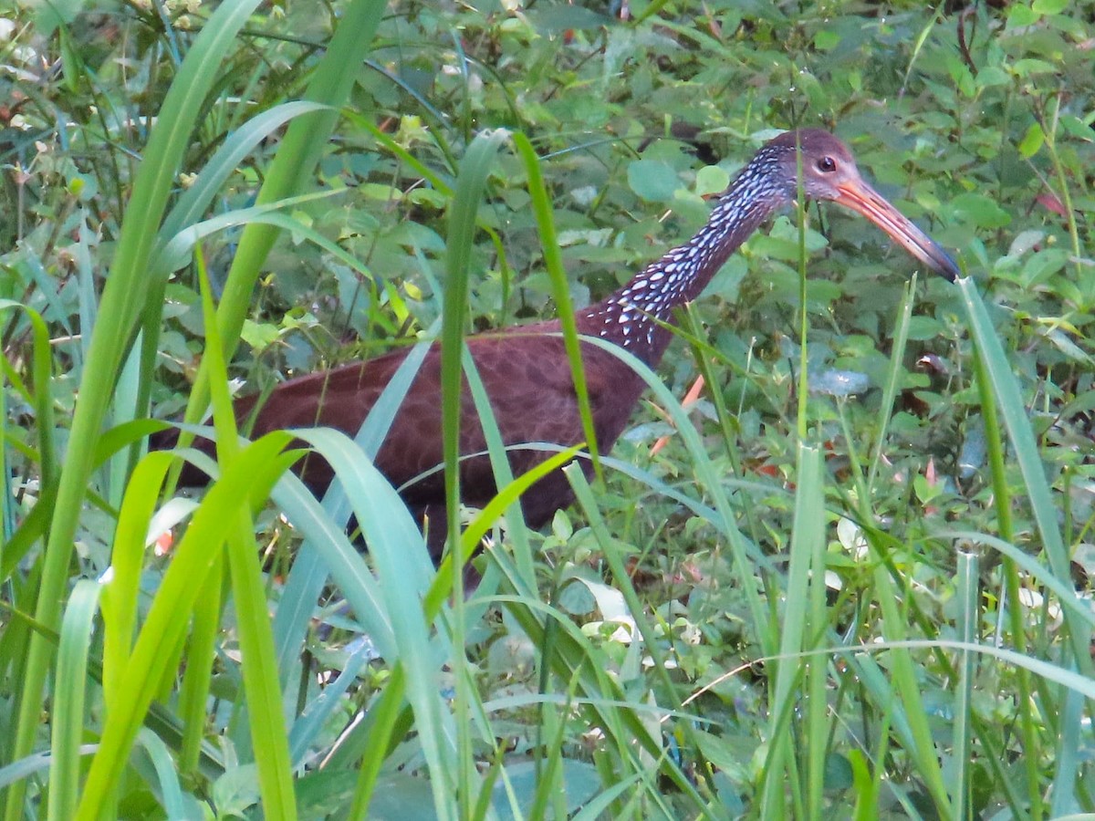 Limpkin - ML637625704