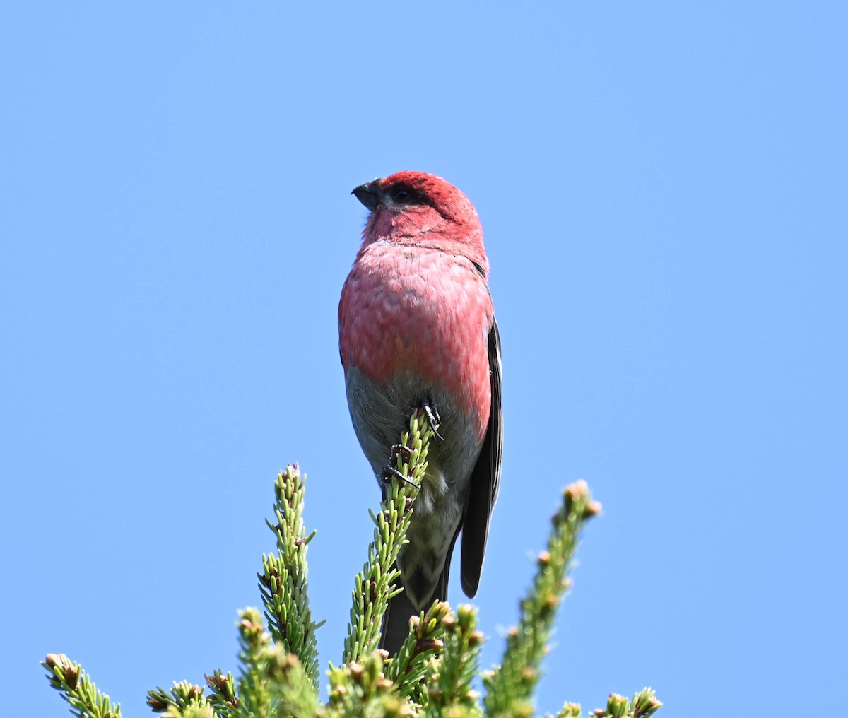 Pine Grosbeak - ML637625707