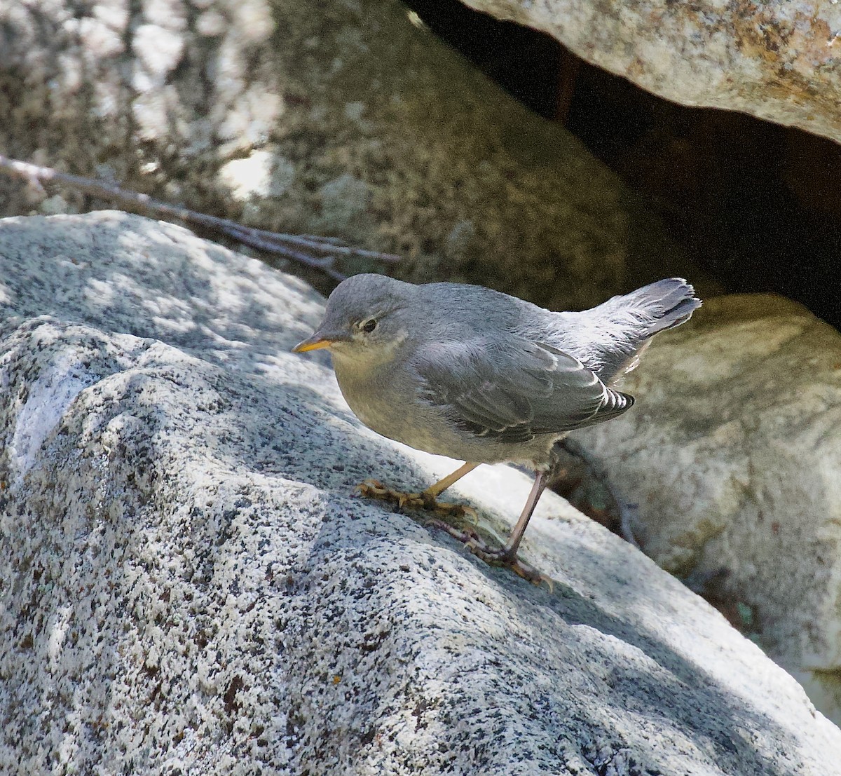 American Dipper - ML637625708