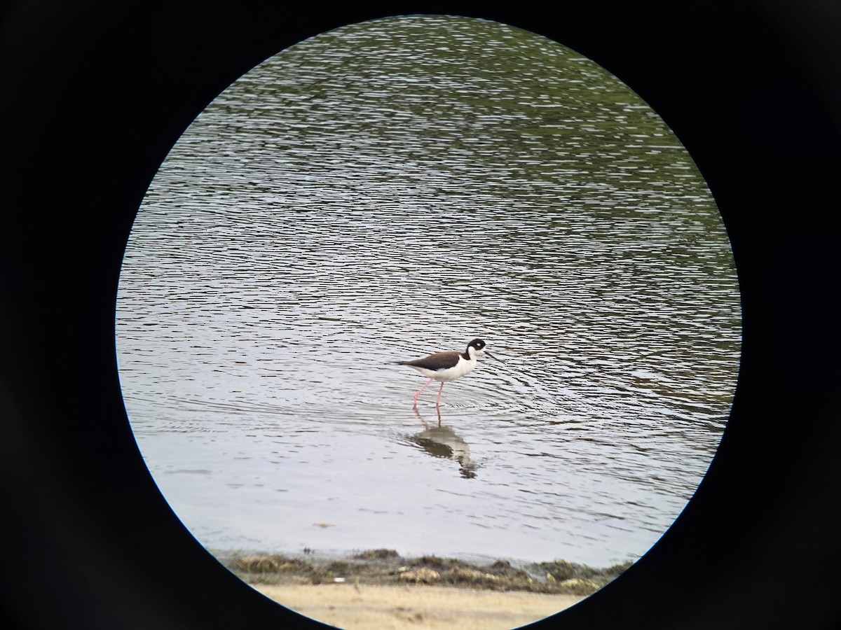Black-necked Stilt - ML637625716