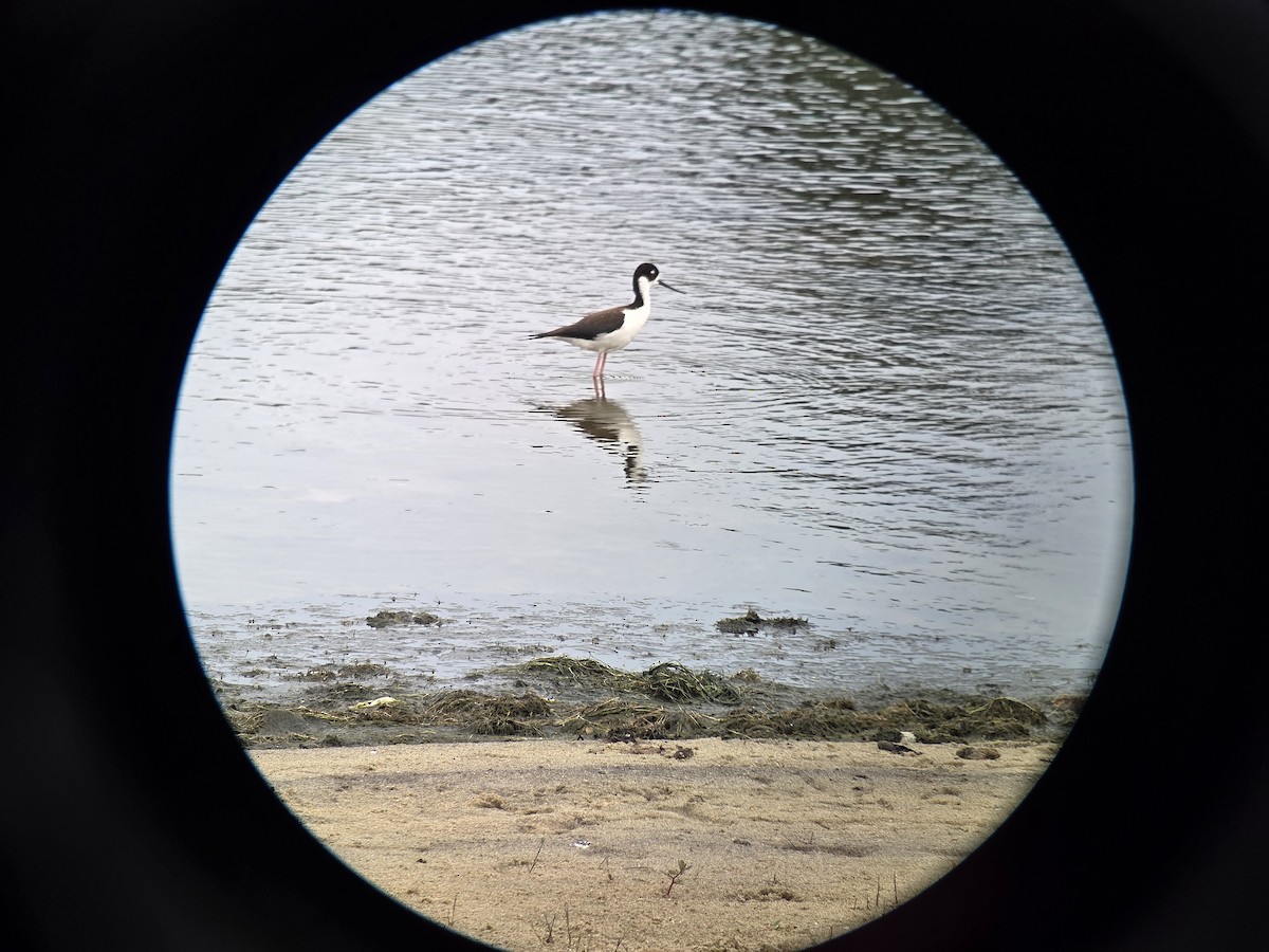 Black-necked Stilt - ML637625717