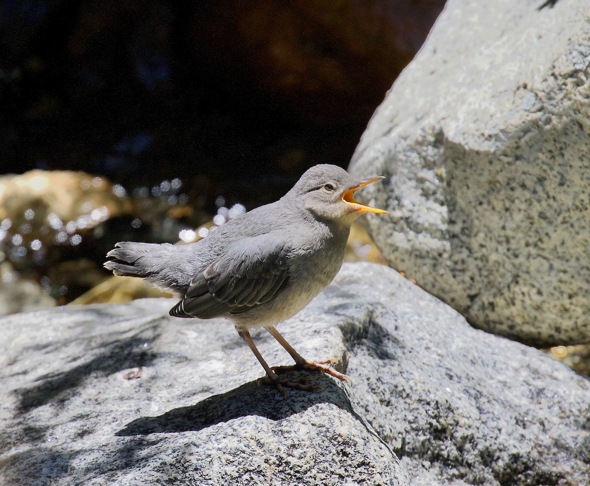 American Dipper - ML637625719