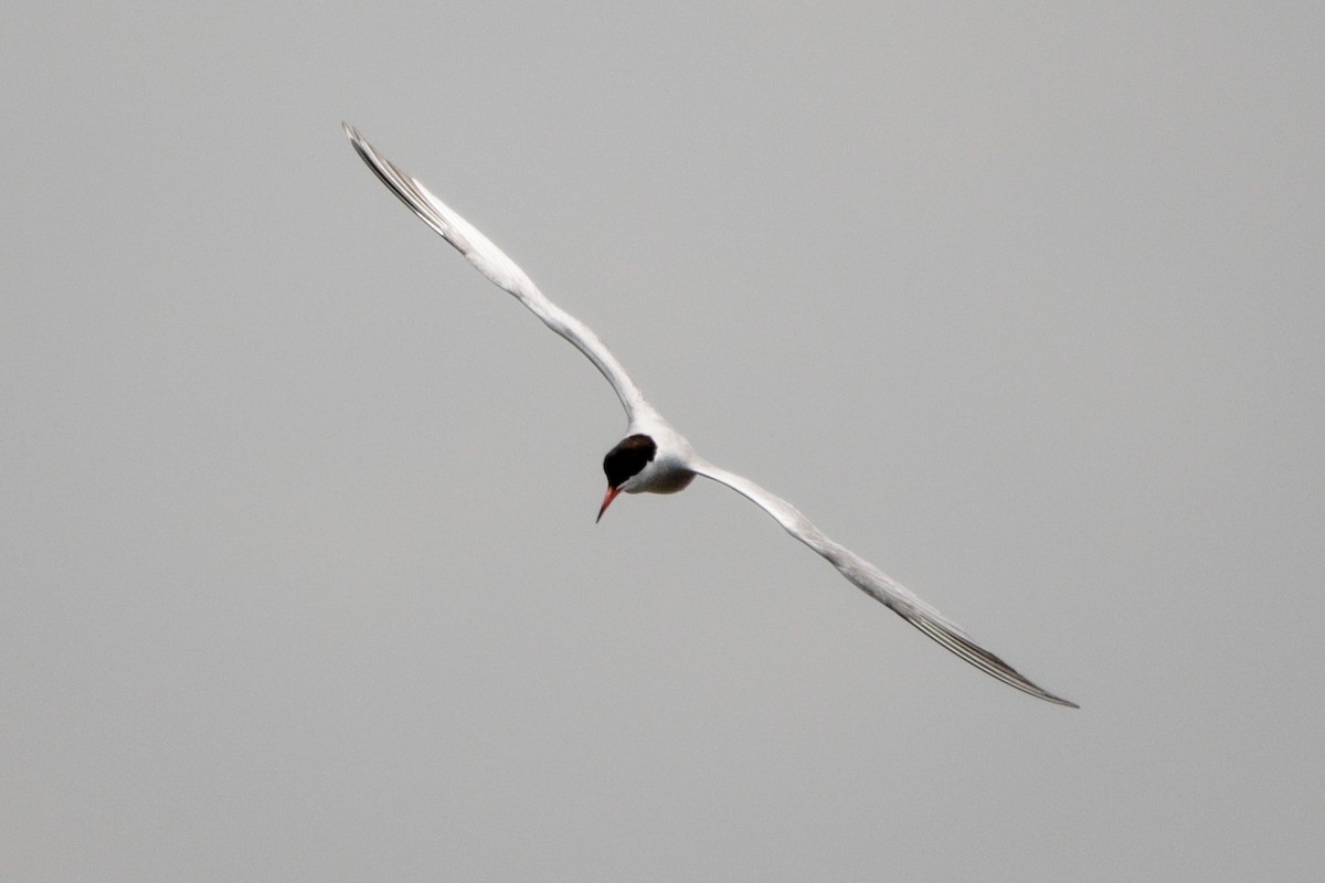 Common Tern - ML637625720