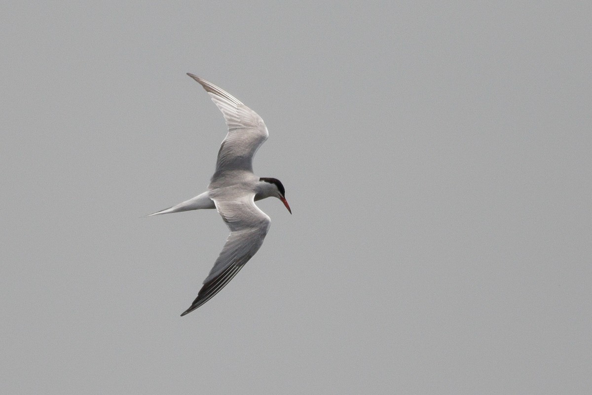 Common Tern - ML637625721