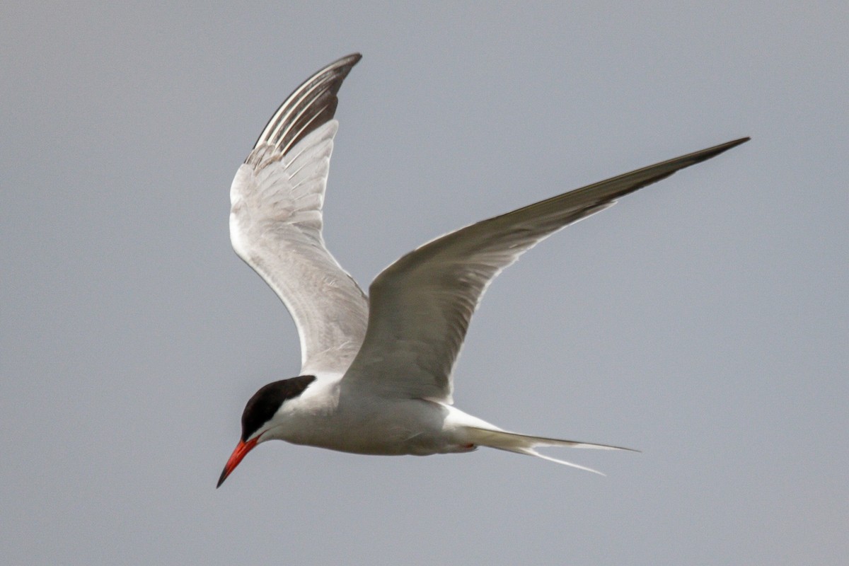 Common Tern - ML637625722