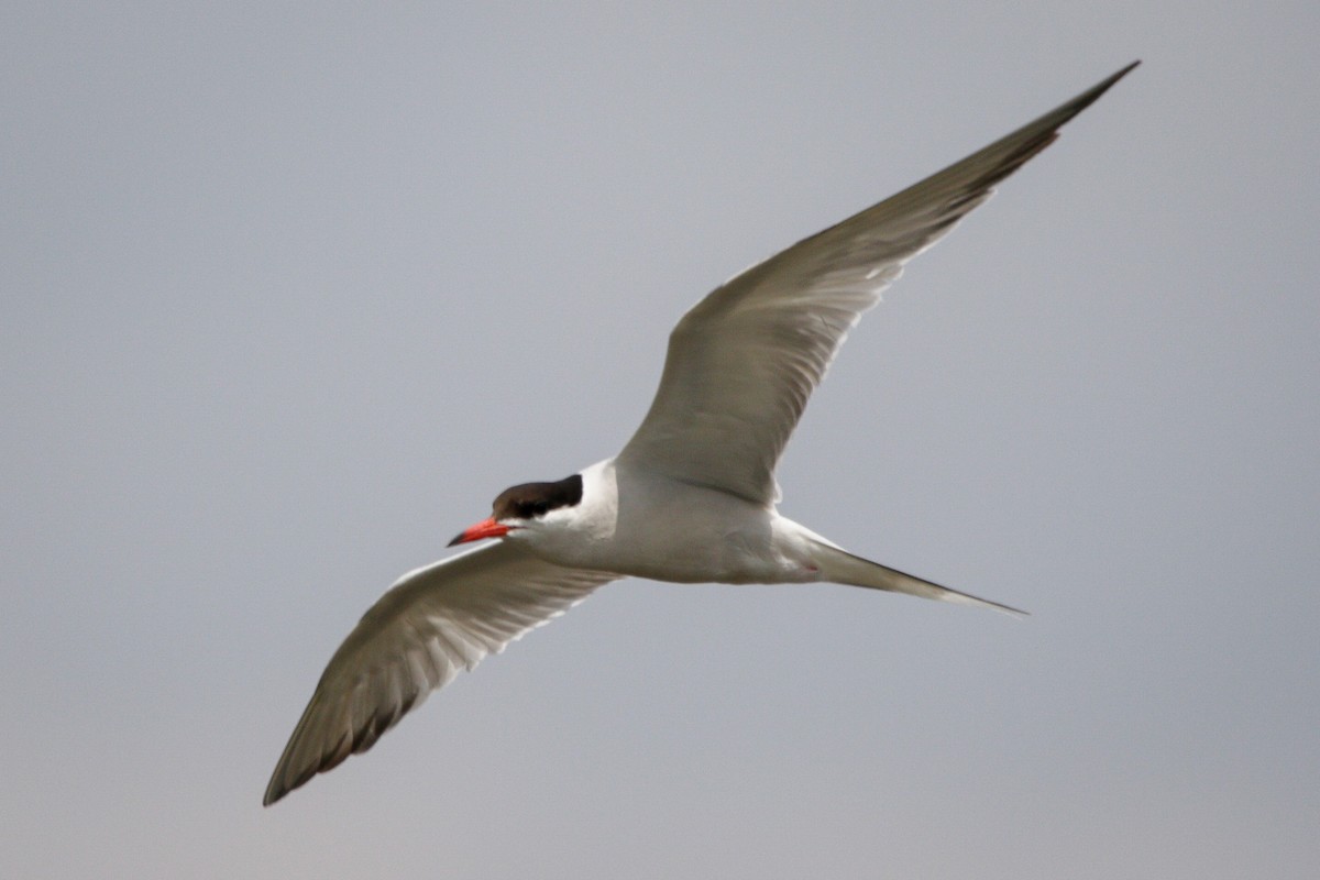 Common Tern - ML637625723
