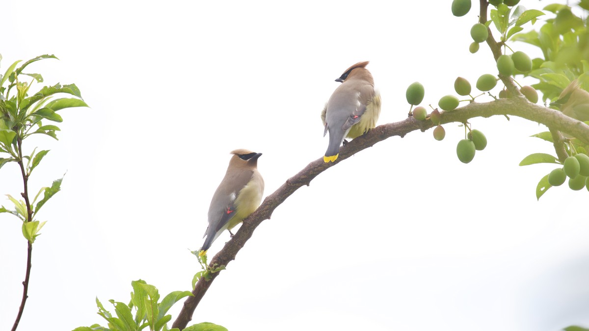 Cedar Waxwing - ML637625729