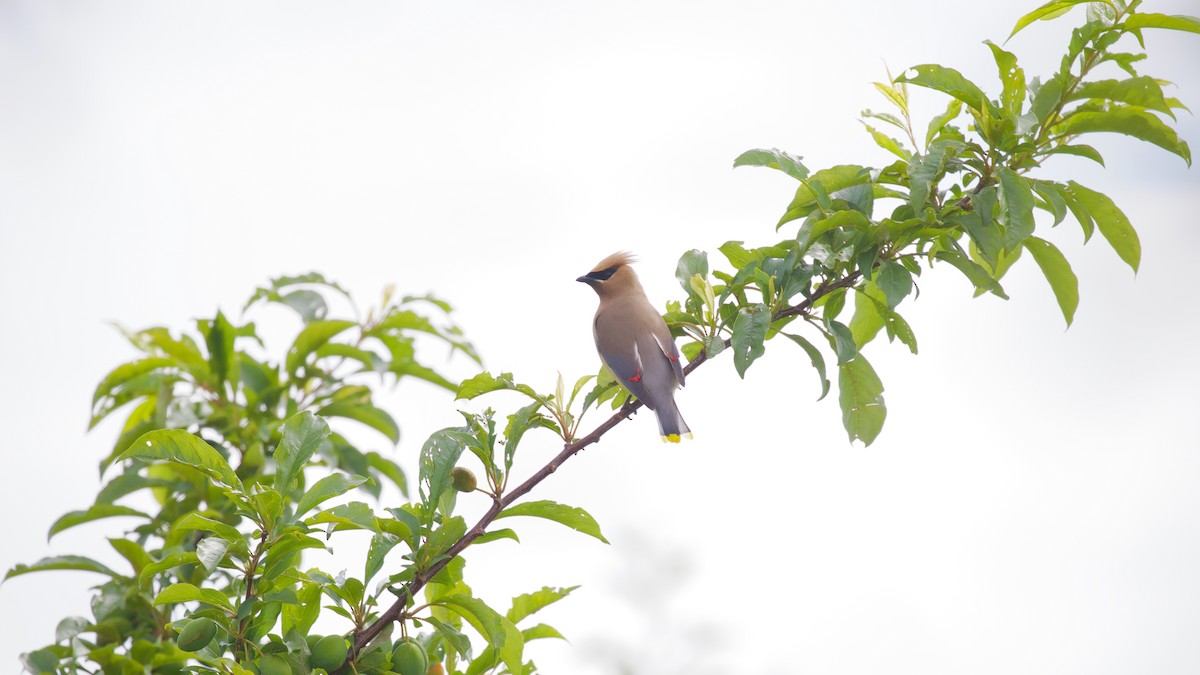 Cedar Waxwing - ML637625730