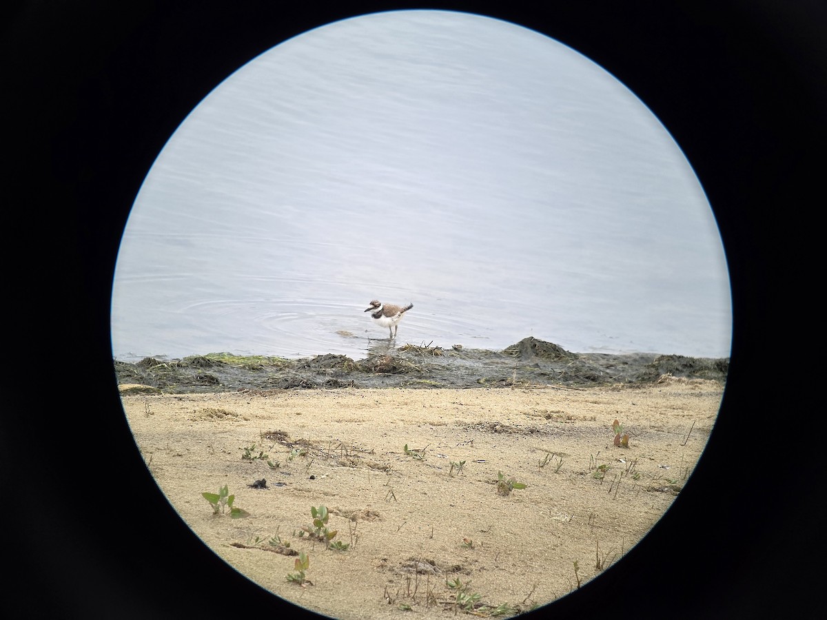 Killdeer - ML637625734