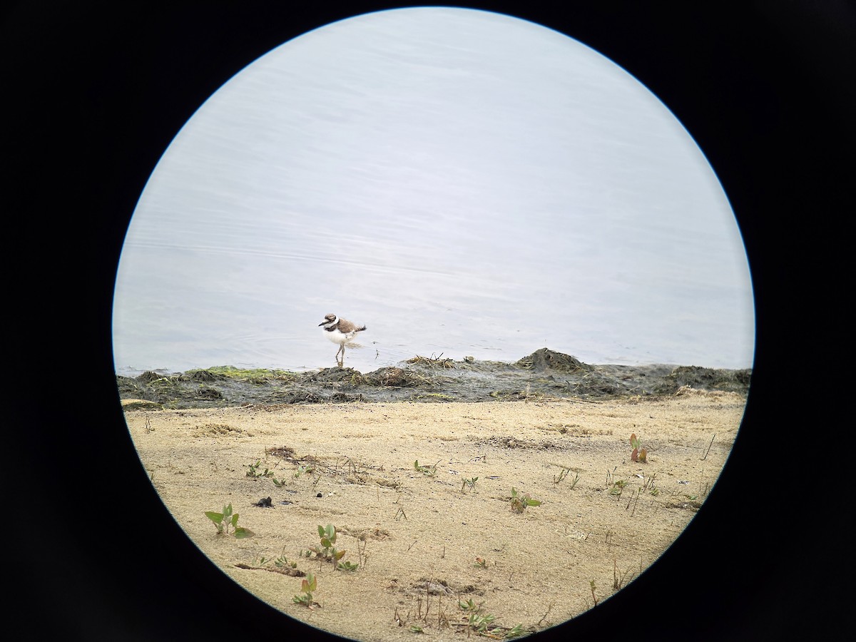 Killdeer - ML637625735