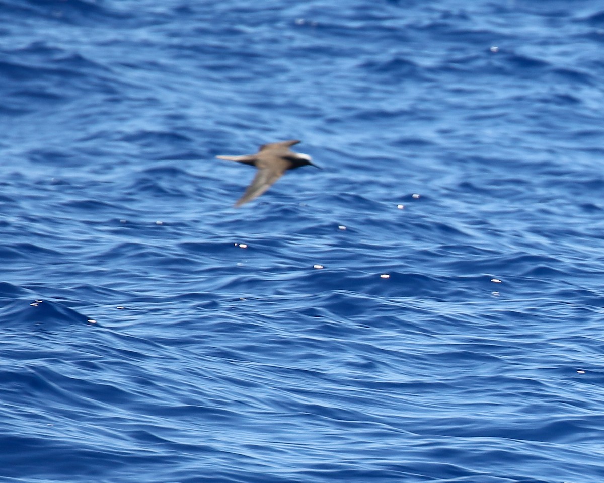 Black Noddy - ML637625739