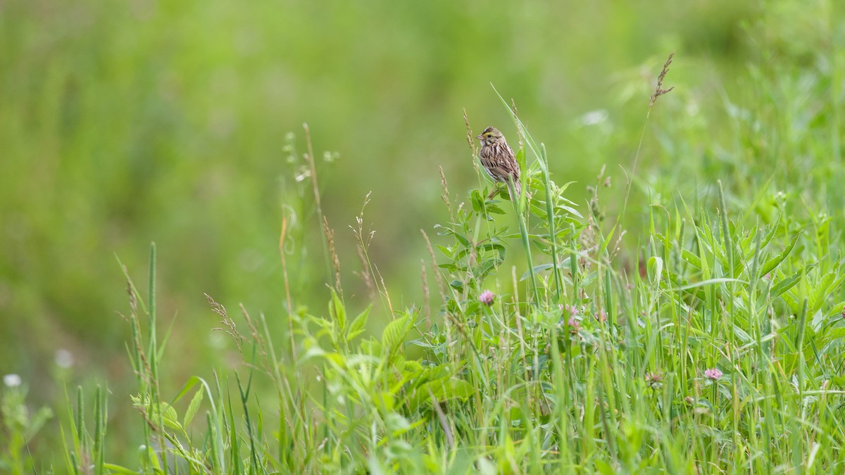 Savannah Sparrow - ML637625749