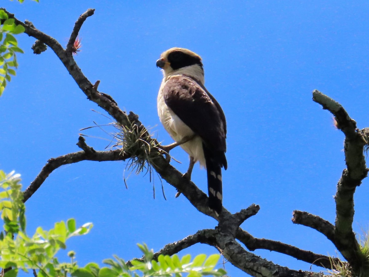 Laughing Falcon - ML637625755