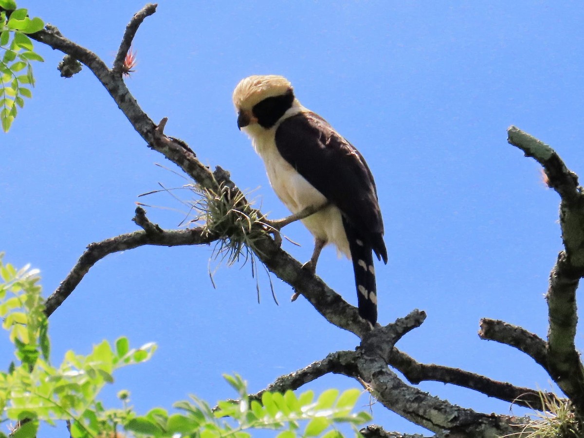 Laughing Falcon - ML637625756