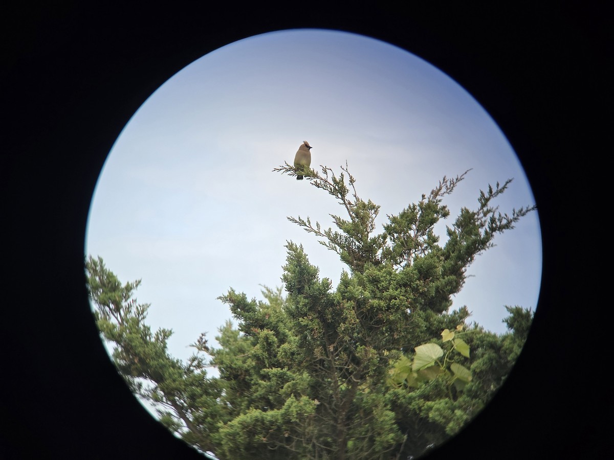 Cedar Waxwing - ML637625760