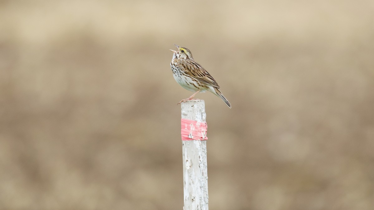Savannah Sparrow - ML637625762