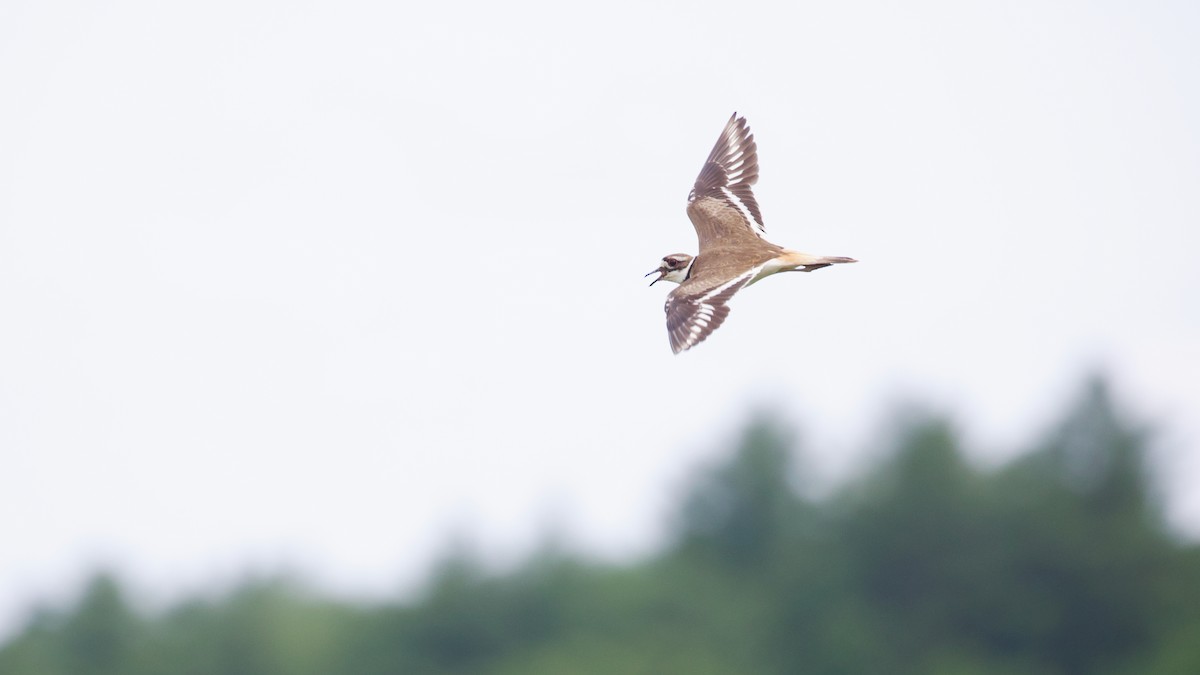 Killdeer - ML637625777