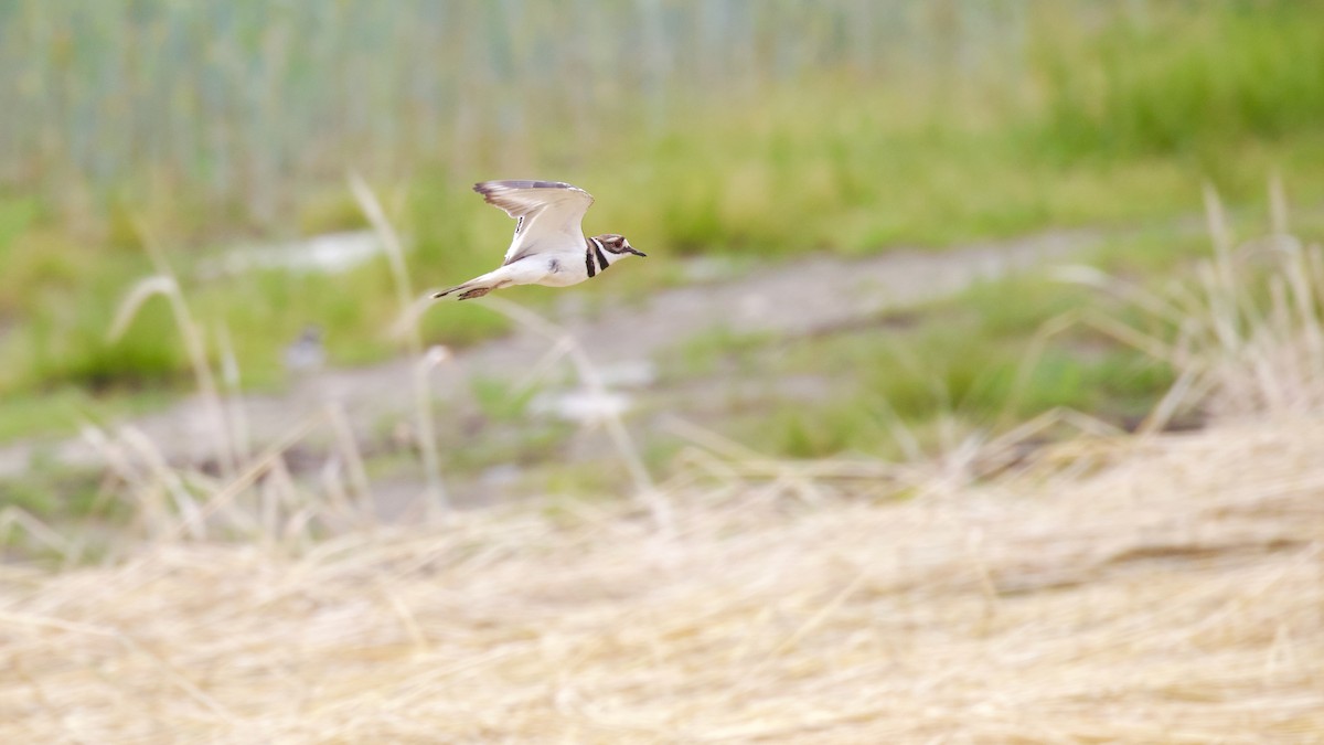 Killdeer - ML637625778