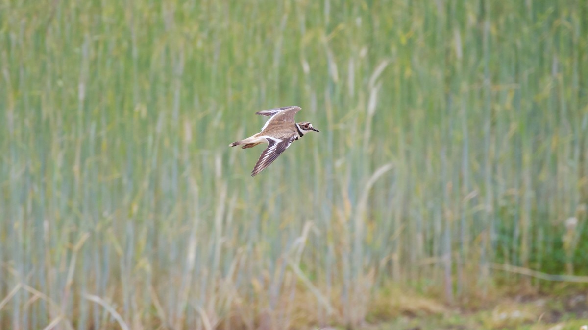 Killdeer - ML637625779