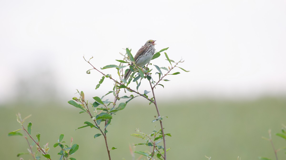 Savannah Sparrow - ML637625798