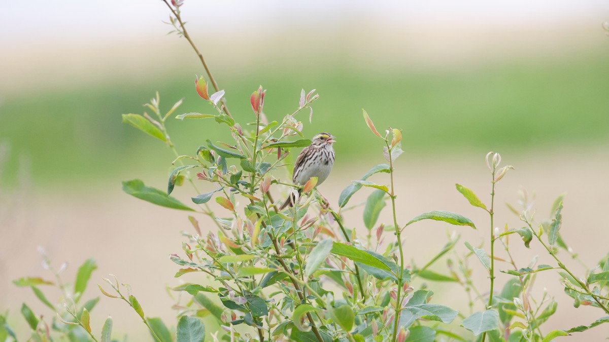 Savannah Sparrow - ML637625799