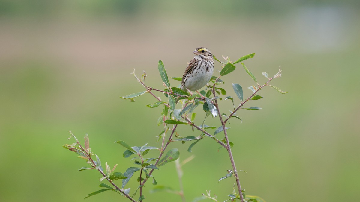 Savannah Sparrow - ML637625800
