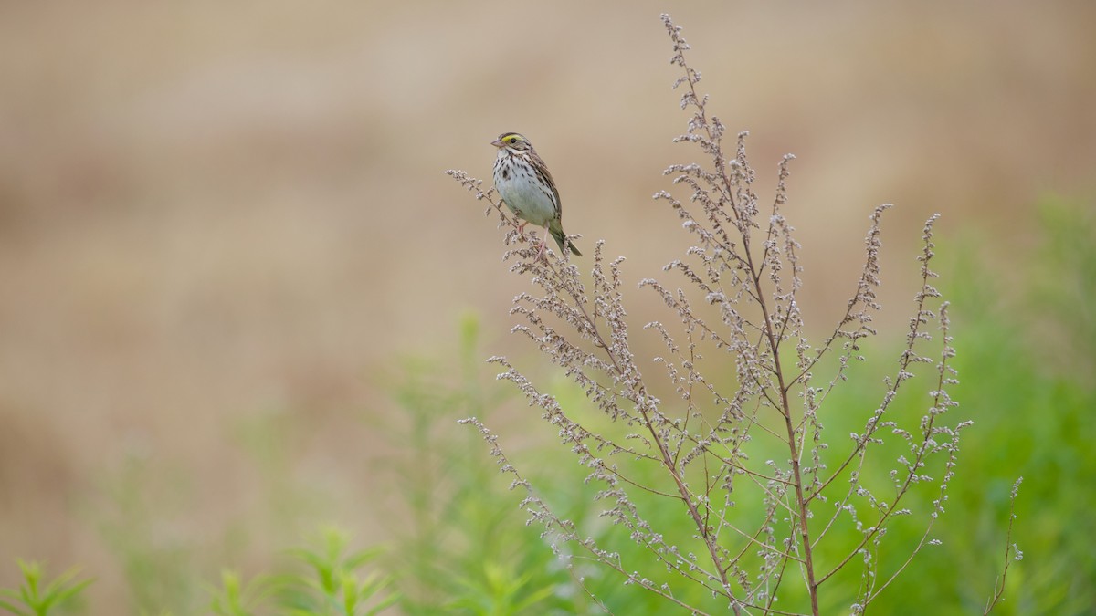 Savannah Sparrow - ML637625801