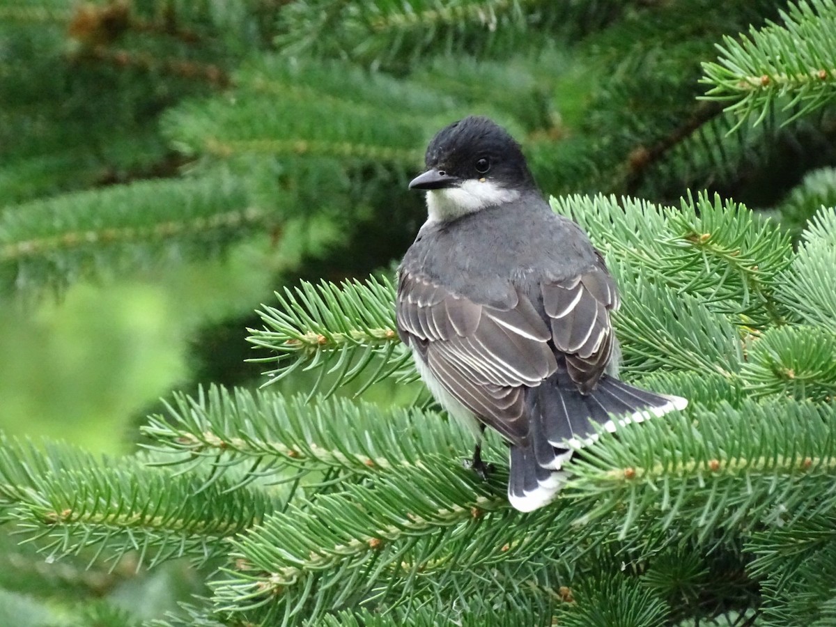 tyran obecný - ML637625807