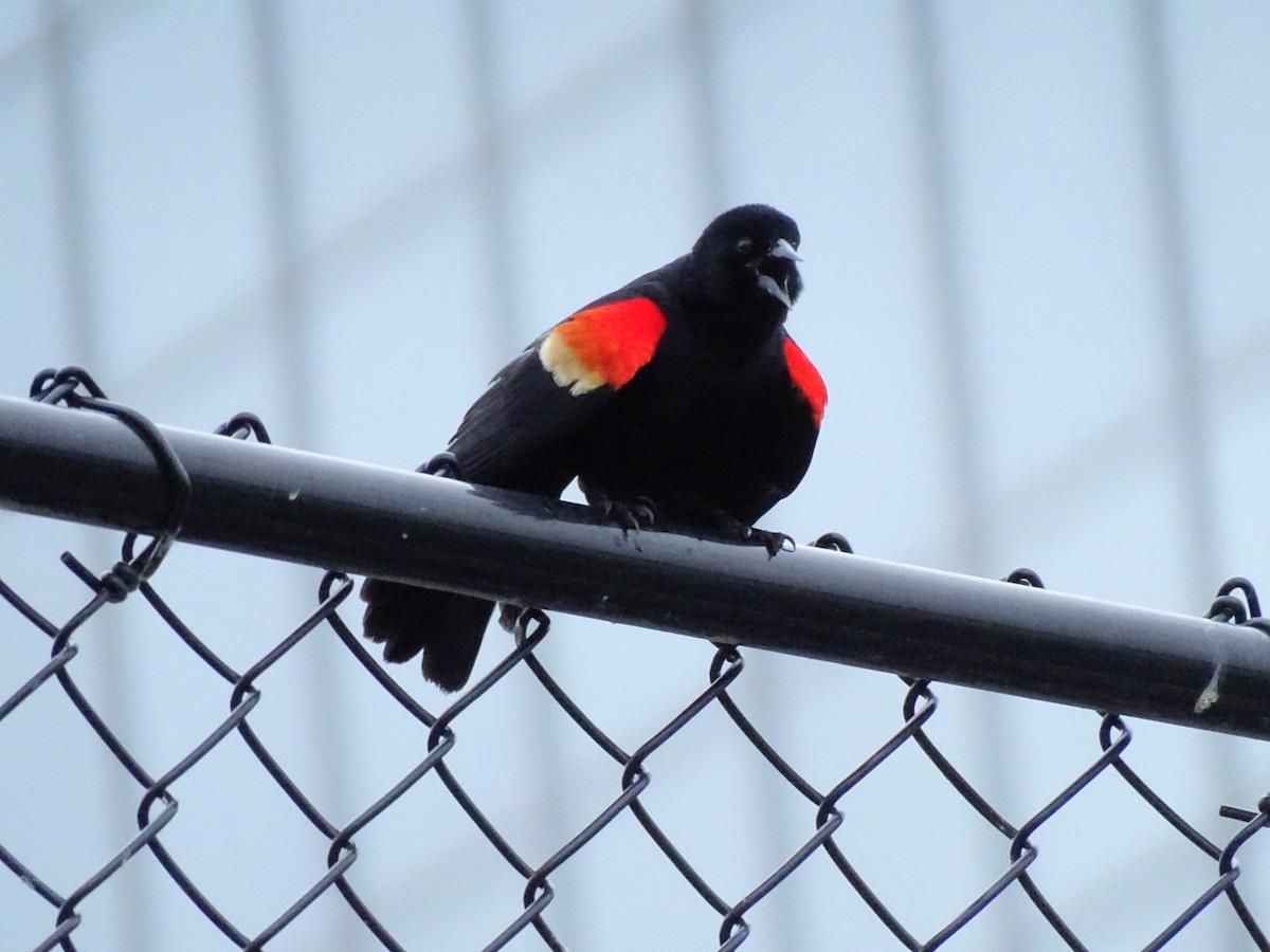 vlhovec červenokřídlý - ML637625842