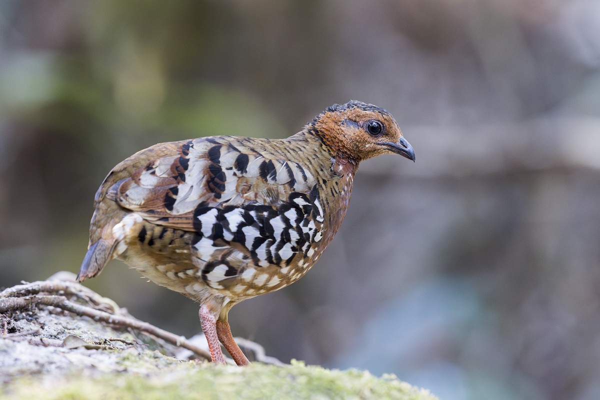 Chestnut-headed Partridge - ML637625857