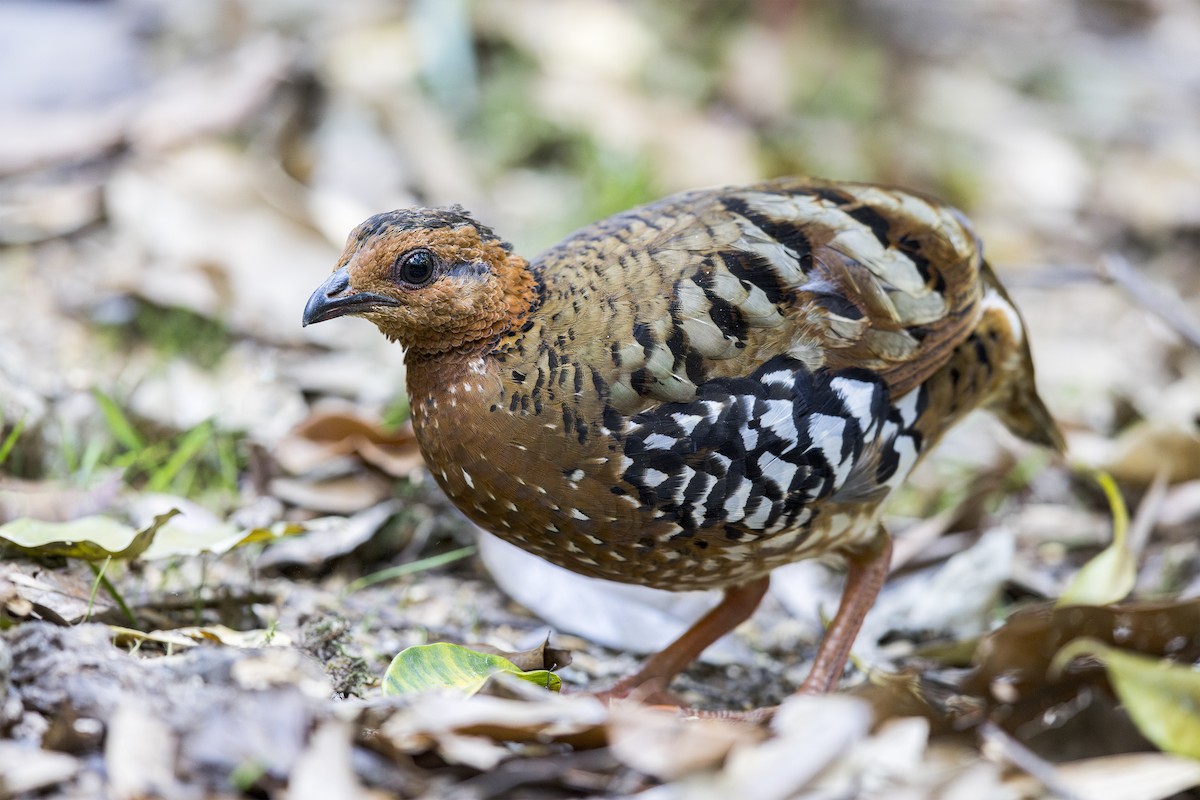 Chestnut-headed Partridge - ML637625860