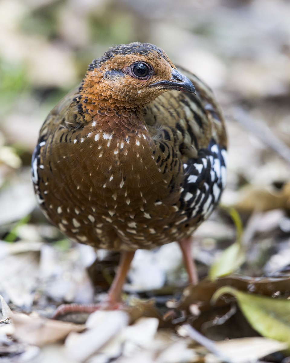 Chestnut-headed Partridge - ML637625861