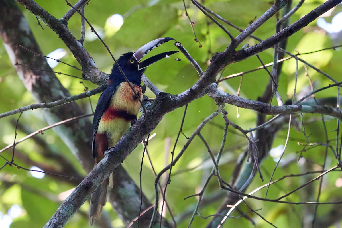 Araçari à collier - ML637625862