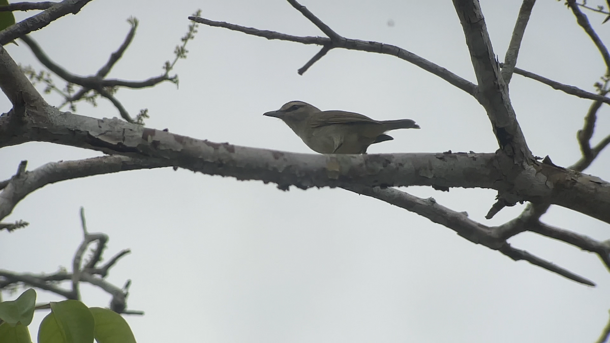 Yucatan Vireo - ML637625890