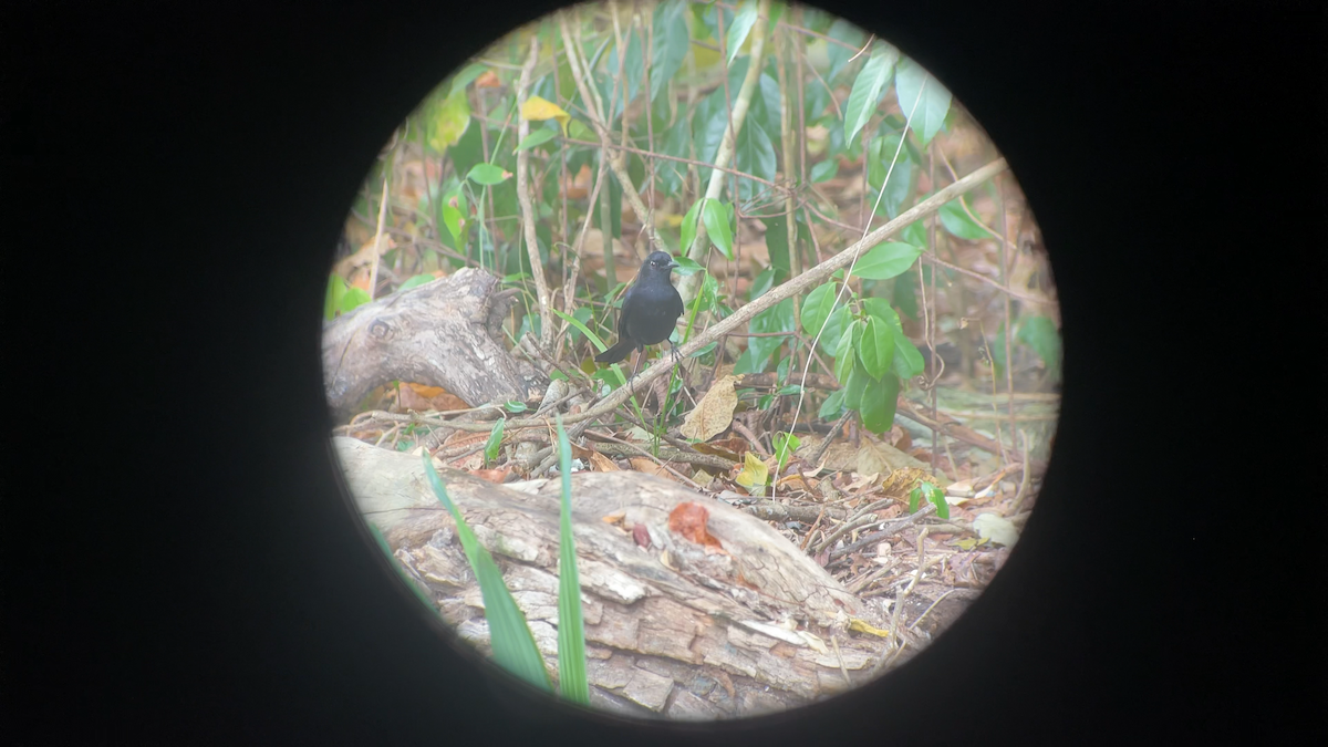 Black Catbird - ML637625899
