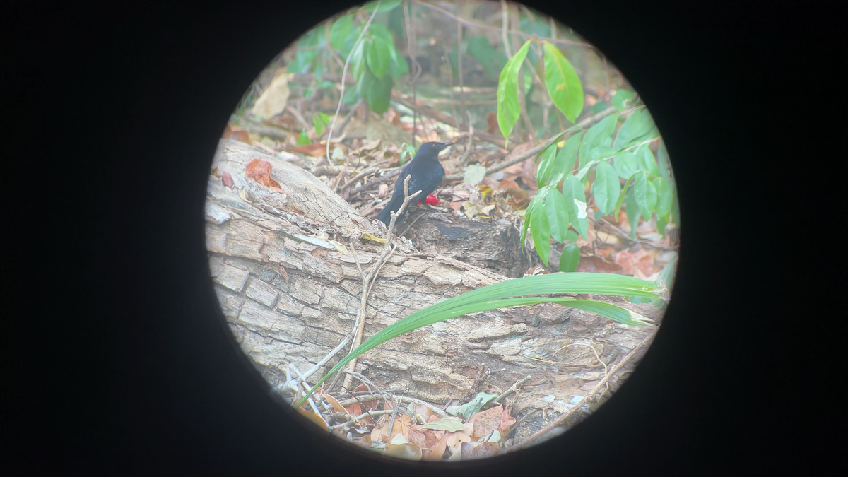 Black Catbird - ML637625900