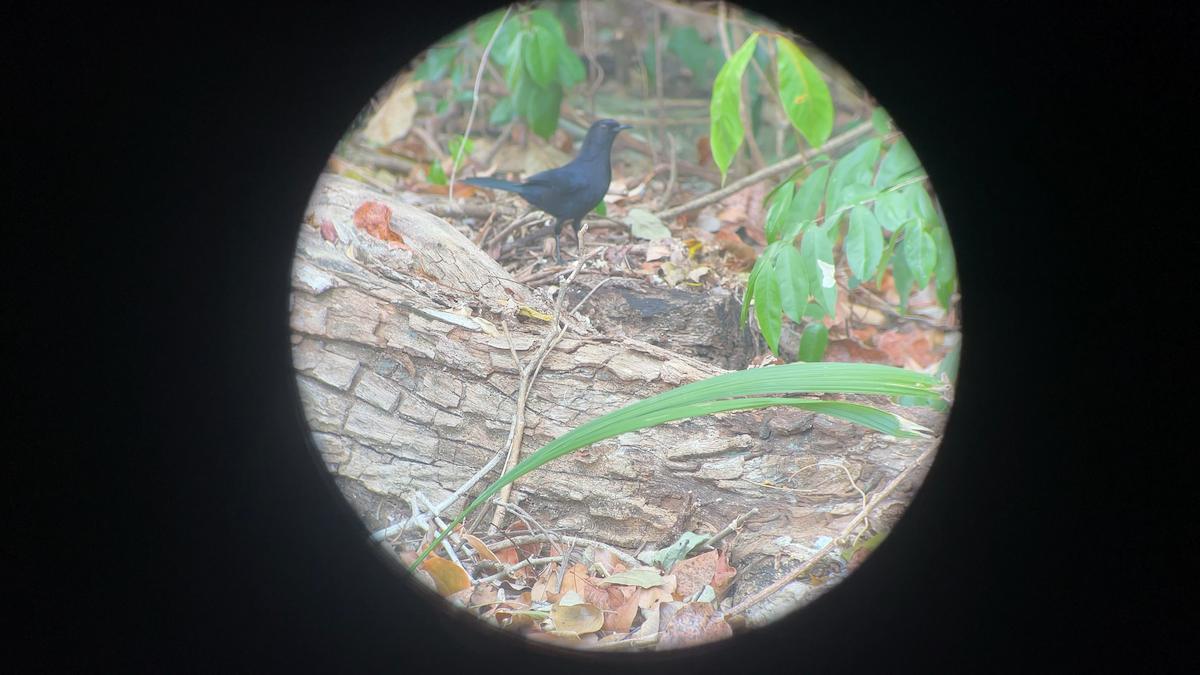 Black Catbird - ML637625901