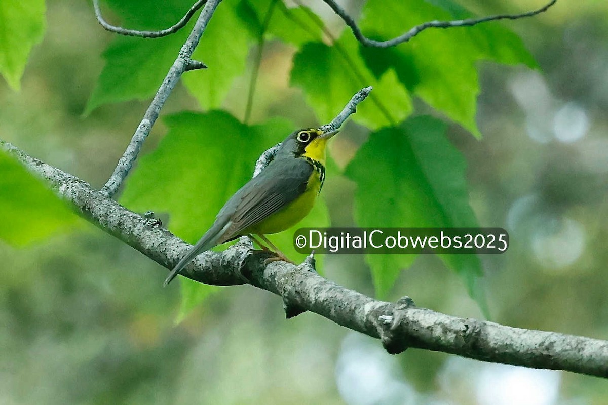 Canada Warbler - ML637625946