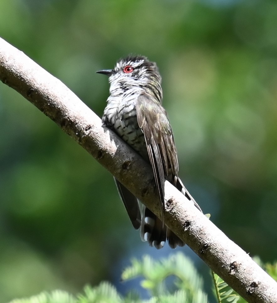 Little Bronze-Cuckoo - ML637625968