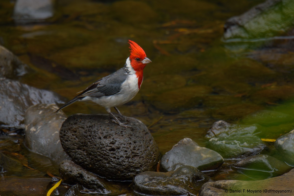 Red-crested Cardinal - ML637625969