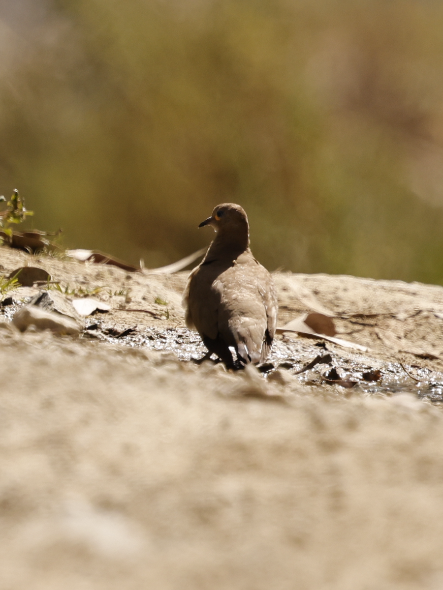 Black-winged Ground Dove - ML637625974