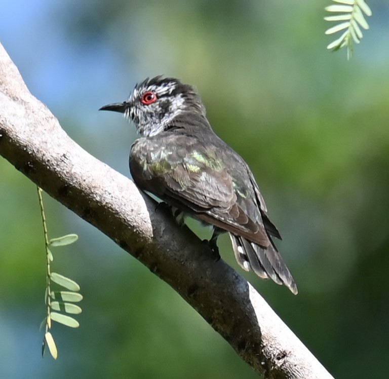 Little Bronze-Cuckoo - ML637625976