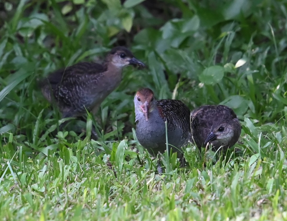 Slaty-breasted Rail - ML637626003