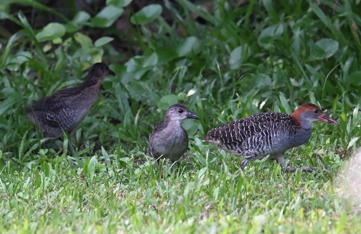 Slaty-breasted Rail - ML637626013
