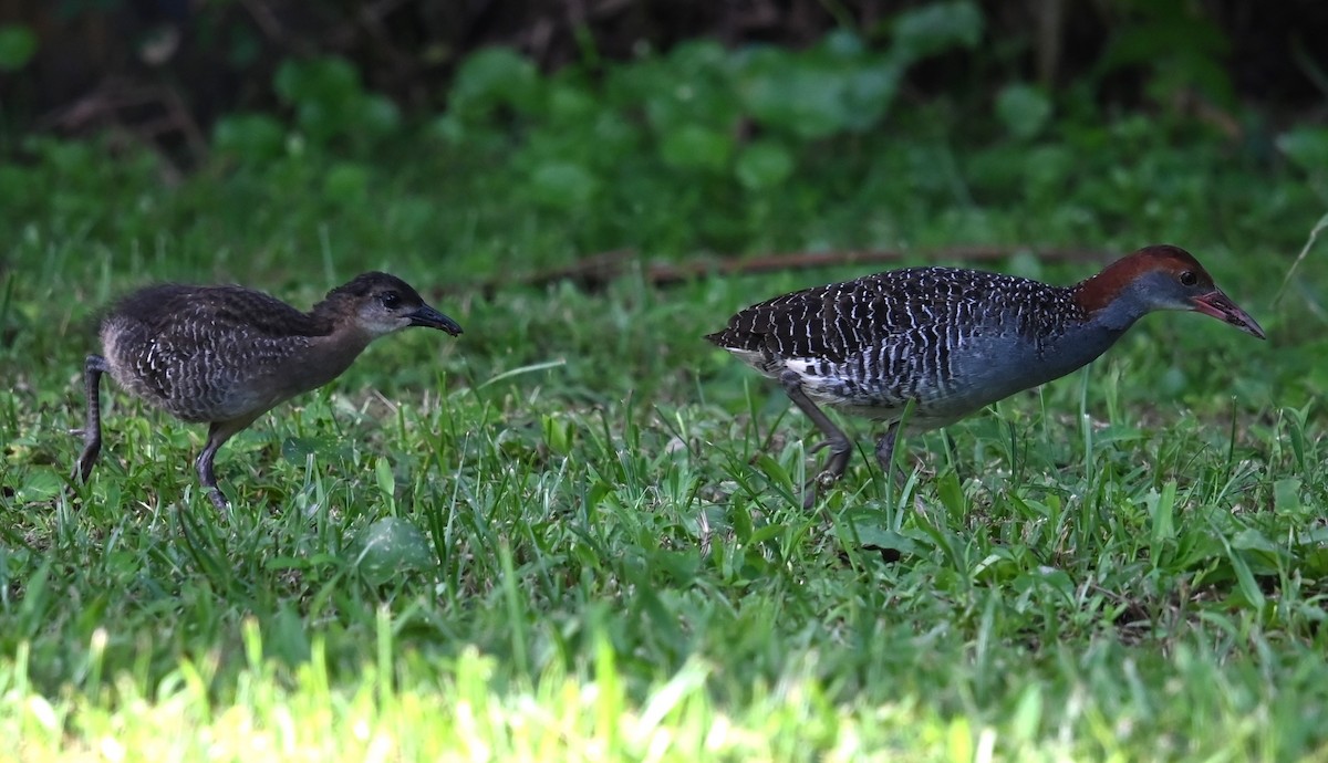Slaty-breasted Rail - ML637626028