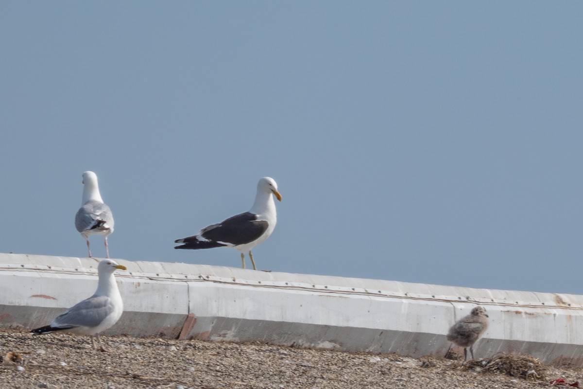 Kelp Gull - ML637626039