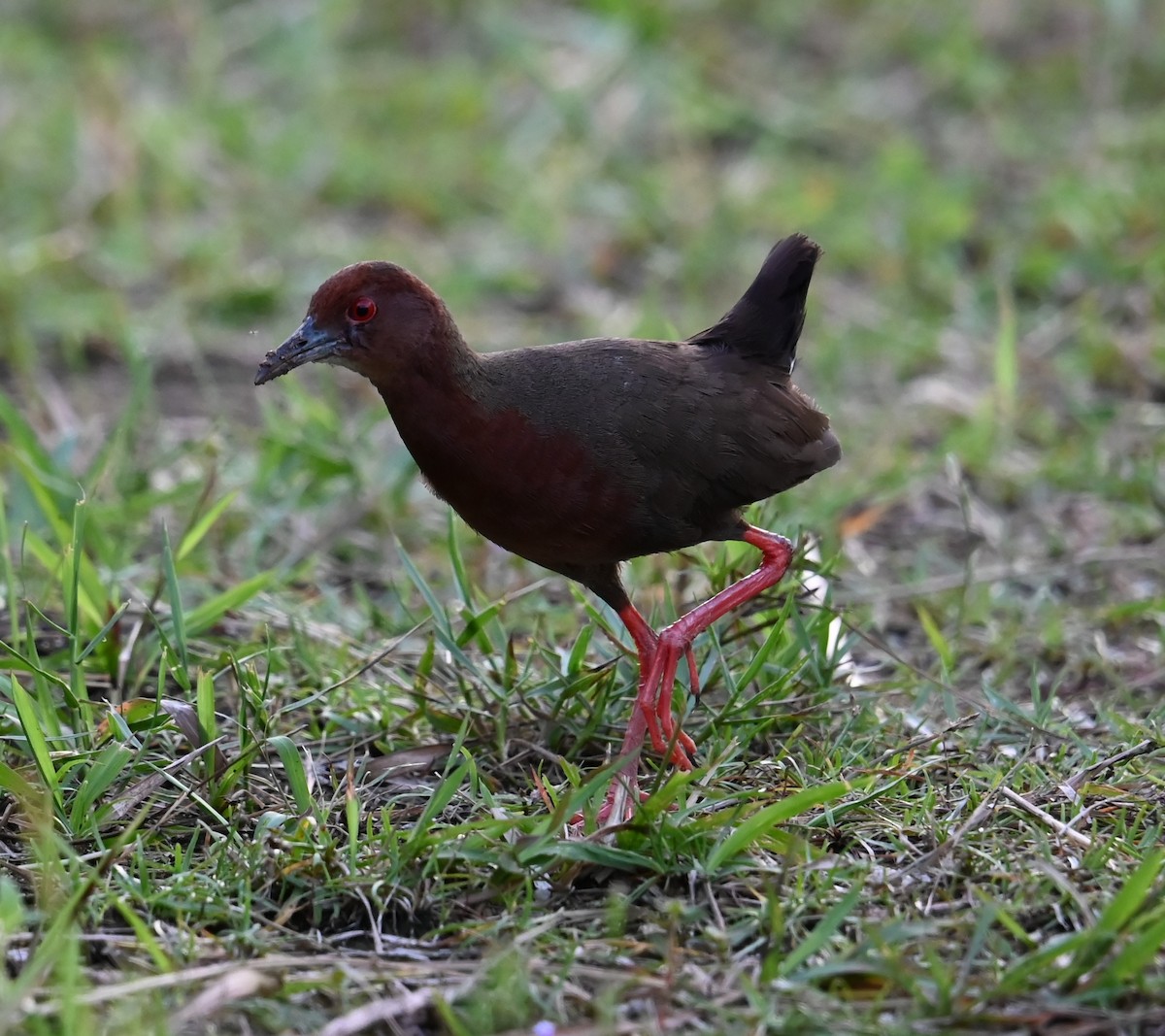 Ruddy-breasted Crake - ML637626048
