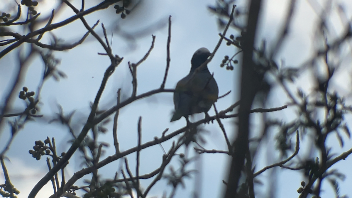 White-crowned Pigeon - ML637626053